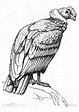 Dibujo para colorear condor - Dibujos Para Imprimir Gratis - Img 16622