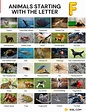 W Alphabet Animals Name / List of animals that start with the letter w ...