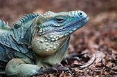 Blue Iguanas | Photos Pictures Images