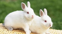 White Rabbit HD Wallpapers | HD Wallpapers | ID #31897
