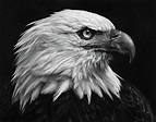Robert Longo | Untitled (American Bald Eagle) (2017) | Artsy