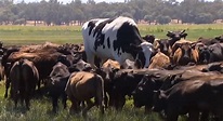(影) 澳洲驚見194cm超巨牛！體型過大躲過宰殺命運 | 國際 | Newtalk新聞