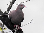 Peruvian Pigeon - eBird
