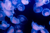 Jellyfish: Species, Habitat, Diet & Other Facts