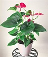How to Take Care of Anthurium Plants Indoors - Natalie Linda