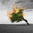 Burning Tree by Ecstrap on DeviantArt