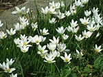 Rain lily Zephyranthes candida... an easy-to-grow bulb perfect for hot ...