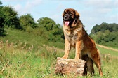 Leonberger Steckbrief | Charakter, Wesen & Haltung