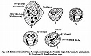 Life Cycle of Entamoeba Histolytica (With Diagram) | Parasitic Protozoa