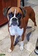Female Boxer - Stud Dog in California (CA), Peru | Breed Your Dog