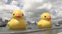 兩隻黃色巨鴨即日起在維港亮相 周六起與公眾正式會面 | Now 新聞