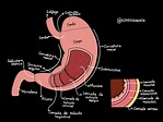 Anatomia do estômago - Anatomia Humana I