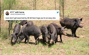 Here Are The Best '30-50 Feral Hogs' Memes The Internet Has To Offer