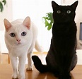 Black cat and white cat So beautiful #FONPOO #cats #CatsOfTwitter ...