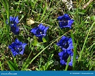 Blue Blooms the Gentian in the Meadow Stock Image - Image of blue ...
