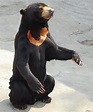 動物圖集：馬來熊 - 每日頭條