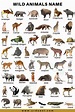 75+ Wild Animals Names In English With Pictures and Download Pdf ...