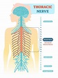 Spinal Nerves – What They Are and What They Do