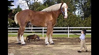 Big Jake World's Tallest Horse - Guinness World Record Holder - YouTube