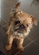 Brussels Griffon Puppies For Sale | King of Pet Hobby