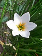 Zephyranthes candida (Autumn Rain-lily, Fairy Lily, Peruvian Swamp-lily ...