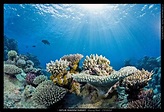 New website provides panoramic images of world's coral reefs - CBS News