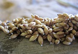 Beneficios de la malta de cebada - Natursan