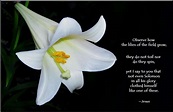 Lilies of the field, Christian graphics, Jesus is coming