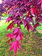 Japanese-maple-leaf