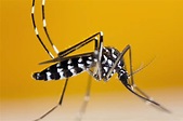 La zanzara tigre (Aedes albopictus)