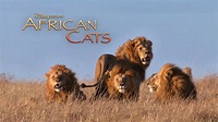 African Cats: Kingdom of Courage wallpapers #6 - 1920x1080 Wallpaper ...
