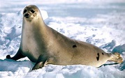 Seal Facts, History, Useful Information and Amazing Pictures