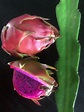 Esqueje Pitahaya variedad American Beauty pulpa morada 40 cm