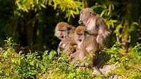 Monkey Jungle in Miami, Florida | Expedia