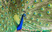 NBCUniversal Peacock unveiling: What to expect