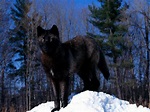 Black Alpha Wolf Animal