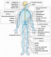 Peripheral nervous system - Wikipedia