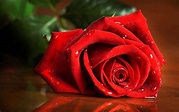 Immagini Rose Rosse - Sfondi HD (45 Foto) | Bonkaday.com