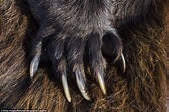Claw - definition and meaning with pictures | Picture Dictionary & Books