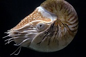 Nautilus pompilius - Wikipedia