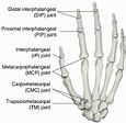 Joints of the right hand, dorsal view. Note that the terms ...