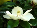 Magnolia (Árboles comunes de la Ciudad de México) · NaturaLista