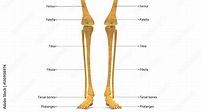Human Skeleton Leg joints Anatomy (Femur, Fibula and Tibia) Stock ...