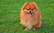 Características del Pomerania y cuidados recomendados