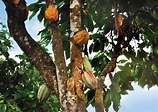 Árbol de cacao – Revista Landuum