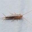 What is a Silverfish? | Family Handyman