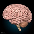 Human Brain Ultimate – MotionCow