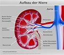Niere-Anatomie-Aufbau » Dr. Stephan