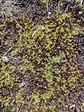 mosses from Tumbaden, 06490, Perú on February 20, 2022 at 10:25 AM by ...