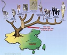 阿喀琉斯基猴（Archicebus achilles） - 神秘的地球 科学|自然|地理|探索